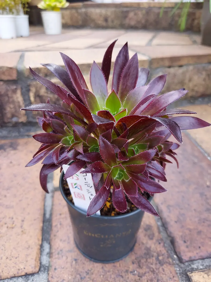 ◇コーニッシュトリビュート◇「多肉植物」のアルバム-みんなの ◇コーニッシュトリビュート◇「多肉植物」のアルバム-みんなの