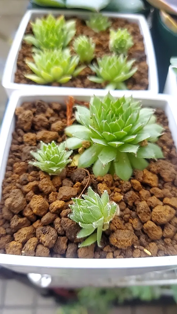 ◇センペルビウム◇窮屈になってきたので「多肉植物」のアルバム
