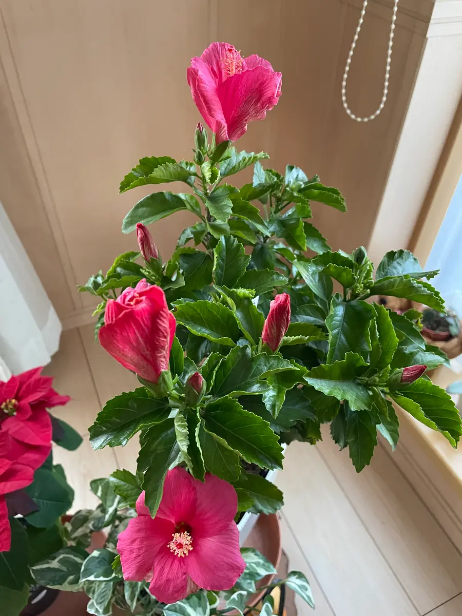 ハイビスカスサニーシティ上部の花は「室内と季節により室外の植物