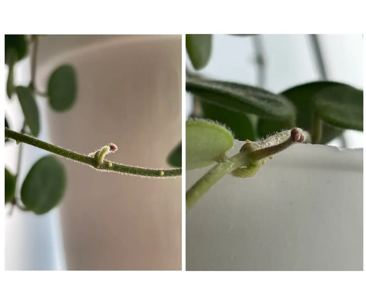 ホヤ セルペンス 花芽多数