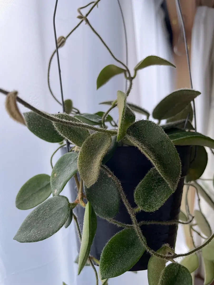 ホヤトムソニーピンク昨年の春頃か「室内と季節により室外の植物