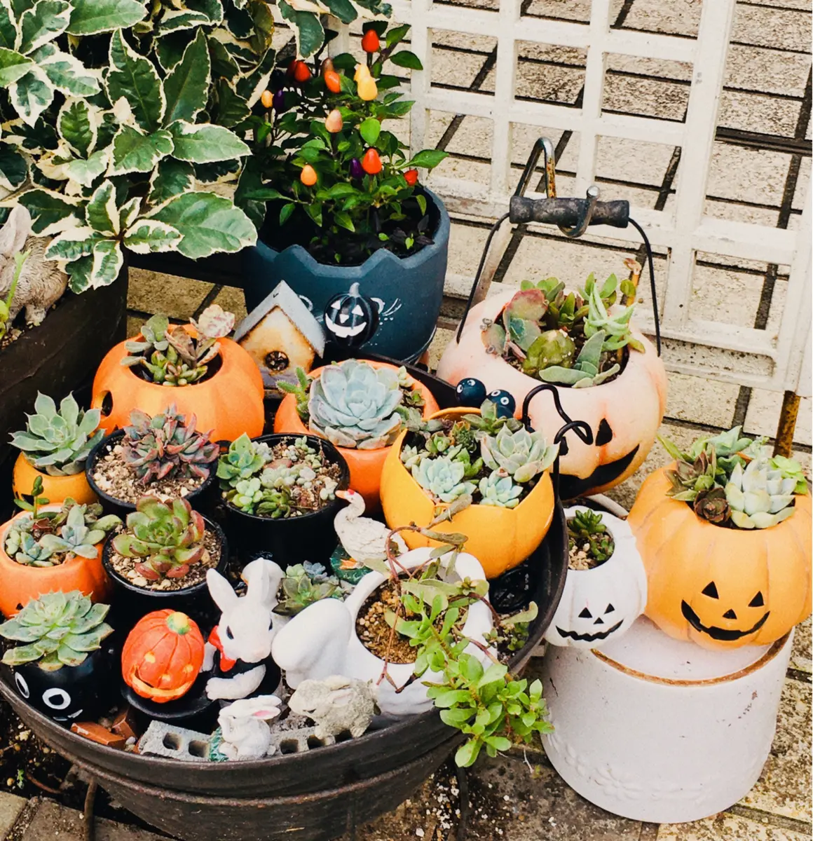 ハロウィン🎃多肉の寄せ植えのみなさん「多肉植物③」のアルバム