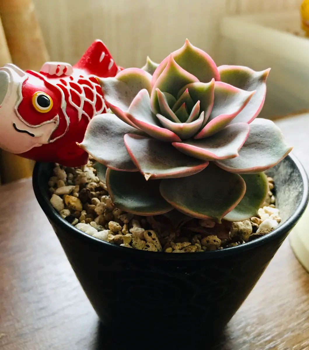 ロータス「多肉植物③」のアルバム-みんなの趣味の園芸2187747