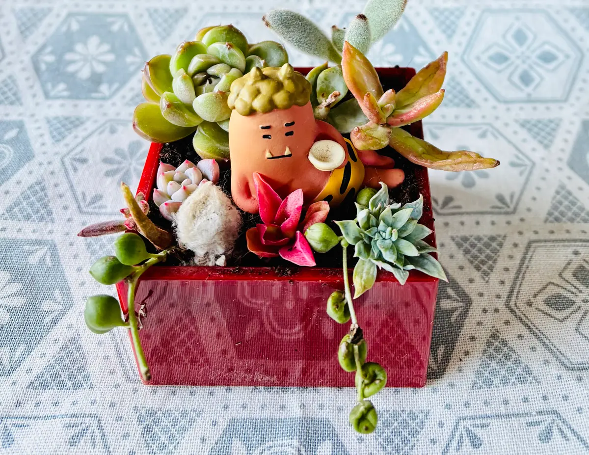 節分多肉寄せ植え「多肉植物③」のアルバム-みんなの趣味の園芸2593327