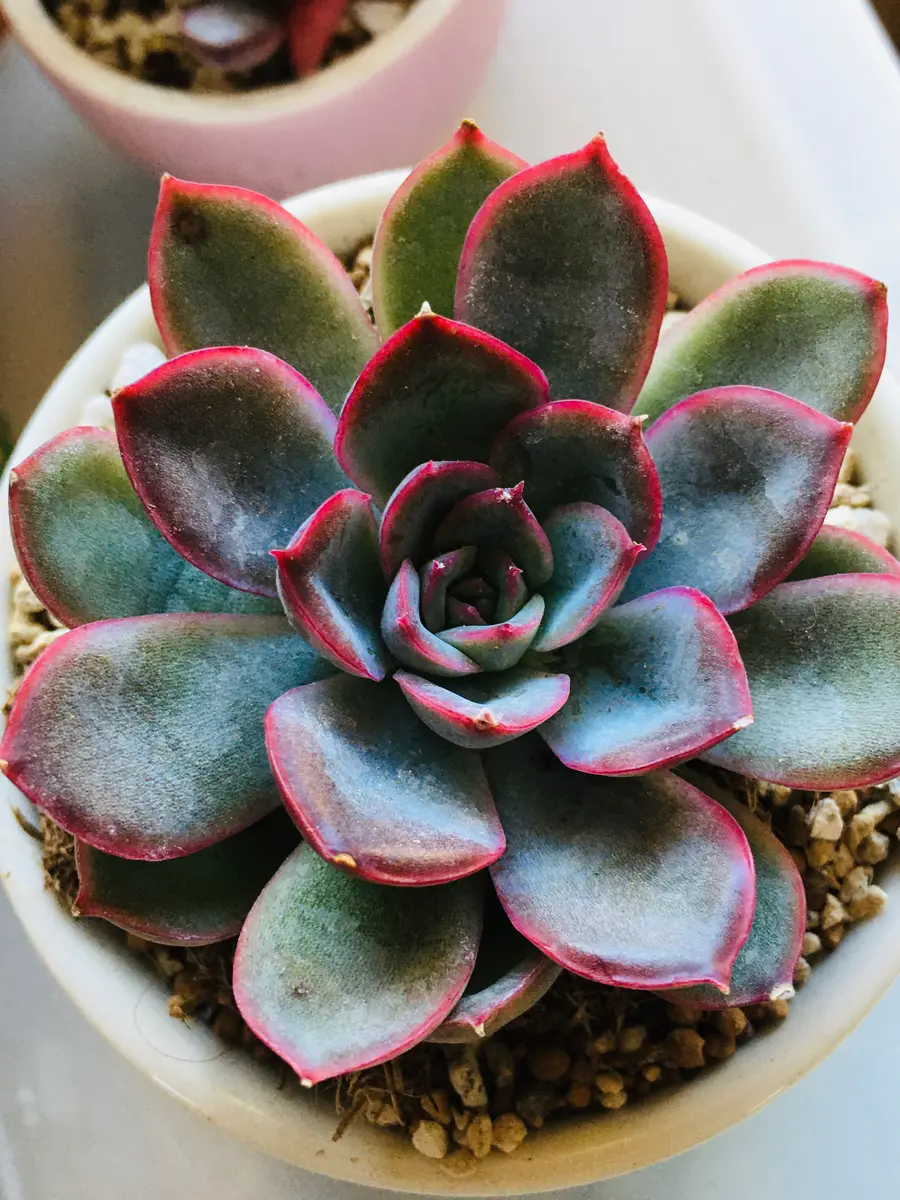 グレーと赤の多肉植物 中型*3 ヘラクレス赤くなってきました「多肉植物③」のアルバム