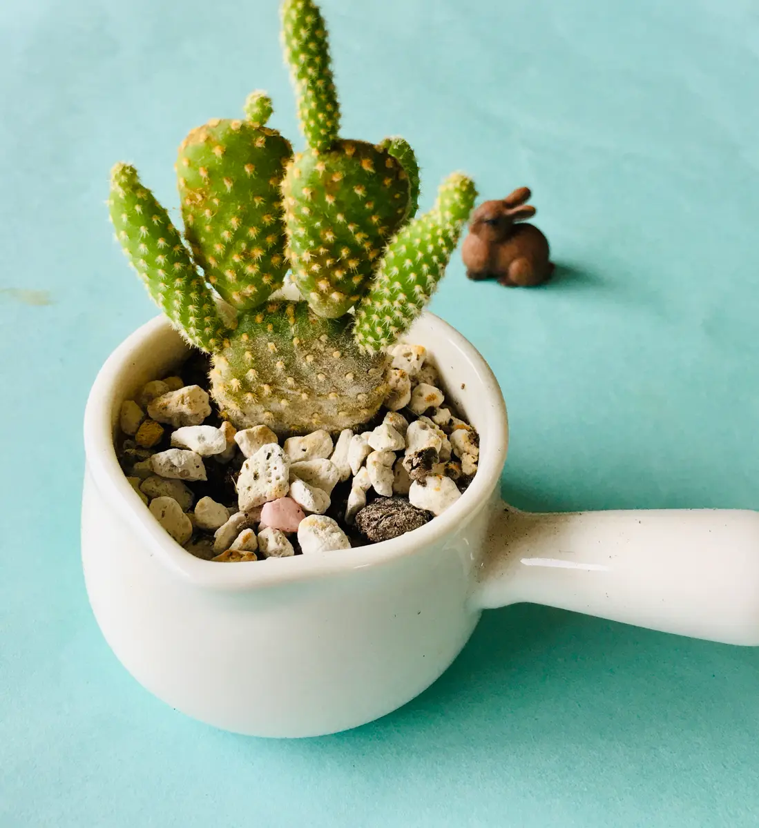 うさぎサボテン🌵🐇「多肉植物③」のアルバム-みんなの趣味の園芸2161580