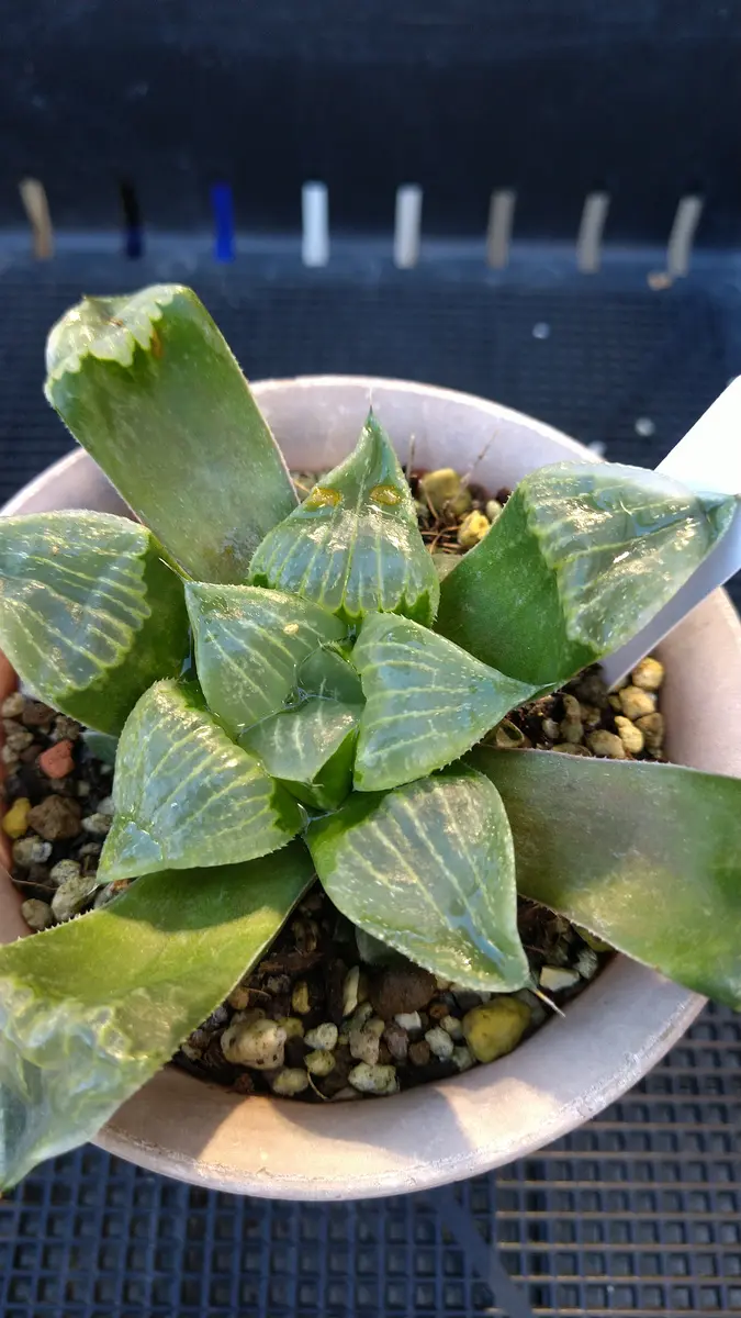 ハオルチア レツーサ寿室内管理で徒長「多肉たち」のアルバム