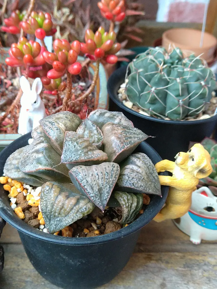 ハオルチア青蟹青い蟹ねぇ、、、良く「多肉たち」のアルバム