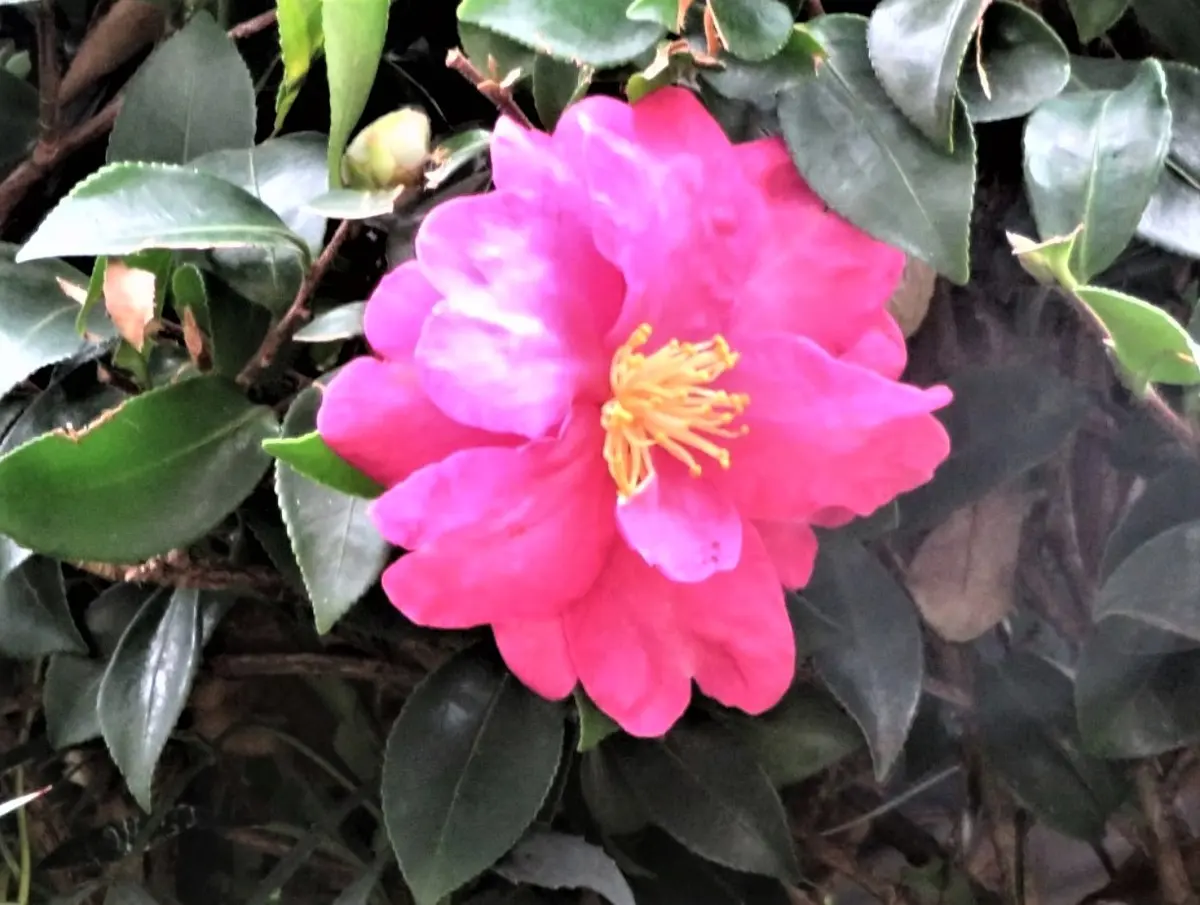 植栽 サザンカ 庭木 サザンカの育て方・栽培方法 LOVEGREEN ラブグリーン