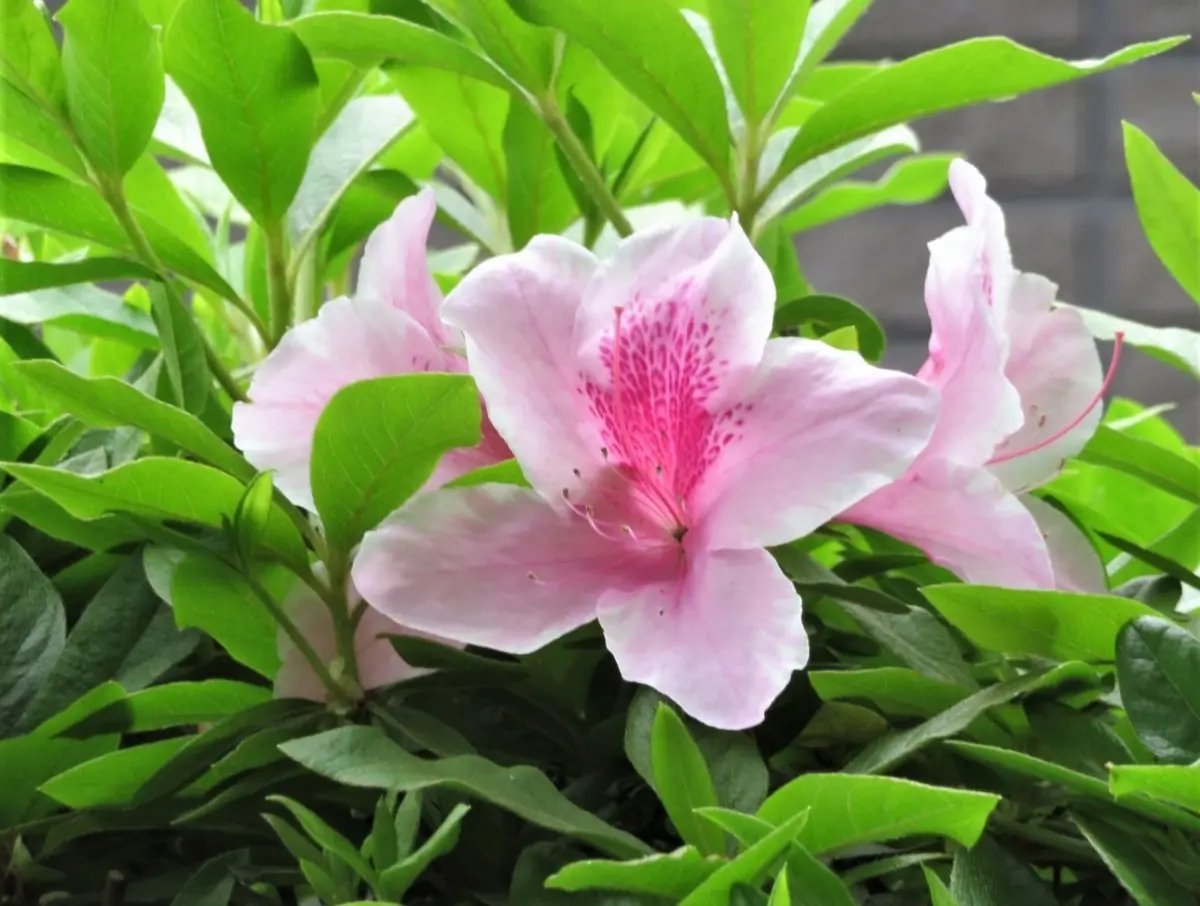 📷淡ピンク色の平戸ツツジ(曙)の花🍂No.3我家の庭木＆低木花色々