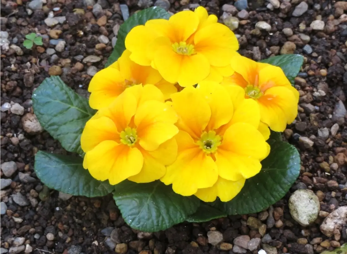 🌻黄色いプリムラ・ジュリアンの花🔶「🍂No.3我家の花＆他植物