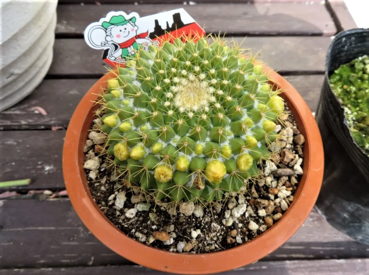 2023/02/02📷黄色い花が咲く🌵サボテン「🌵No.2我家のサボテンたち