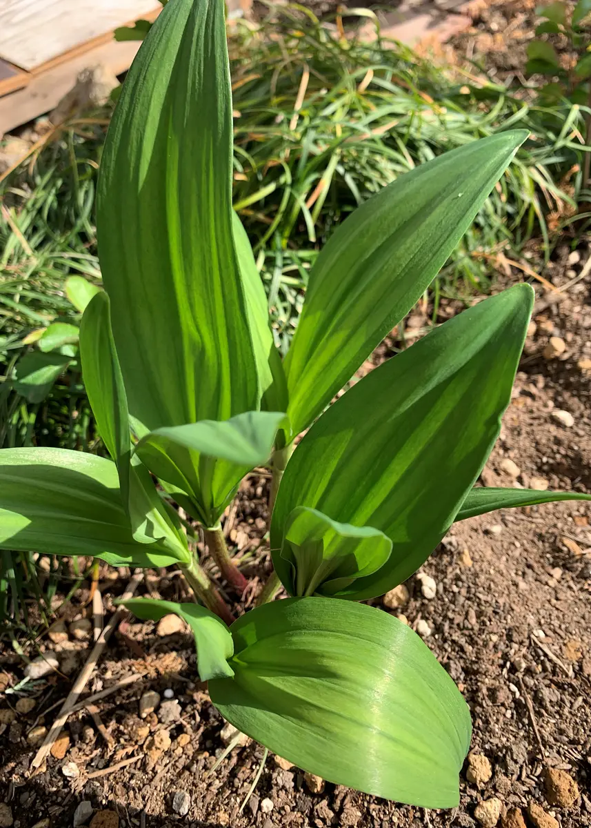 高価値セリー 植えて2年目の行者ニンニク。葉っぱなの「2022～2024 家庭 野菜