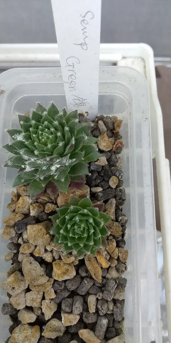 グリーン錦、この子は黄緑っぽい斑入り「センペルビウム」の