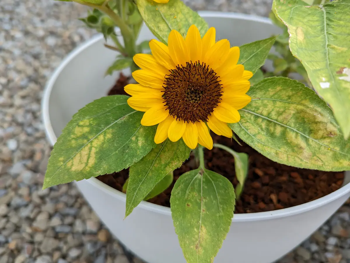 8/13朝花の種ができる部分と花びらの黄「ミニひまわり 小夏」の