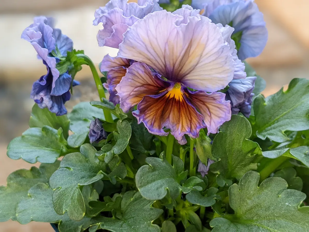 ヌーヴェルヴァーグ5 ヌーヴェルヴァーグ5 【公式通販】