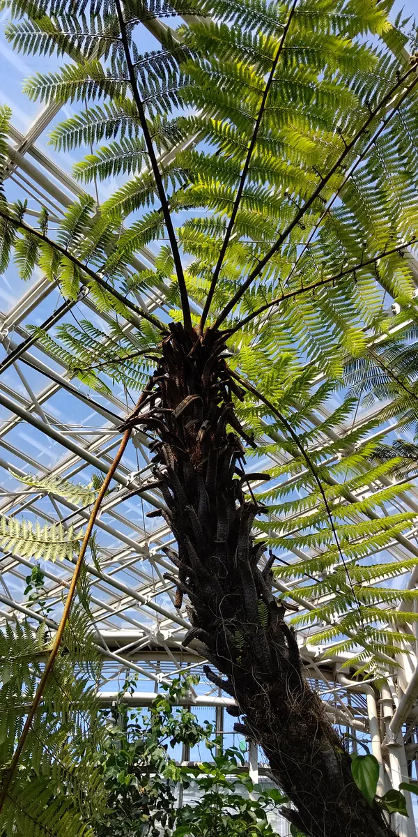 ヘゴ板のヘゴ。でっかい木だった😲「神代植物公園」のアルバム ヘゴ板のヘゴ。でっかい木だった😲「神代植物公園」のアルバム