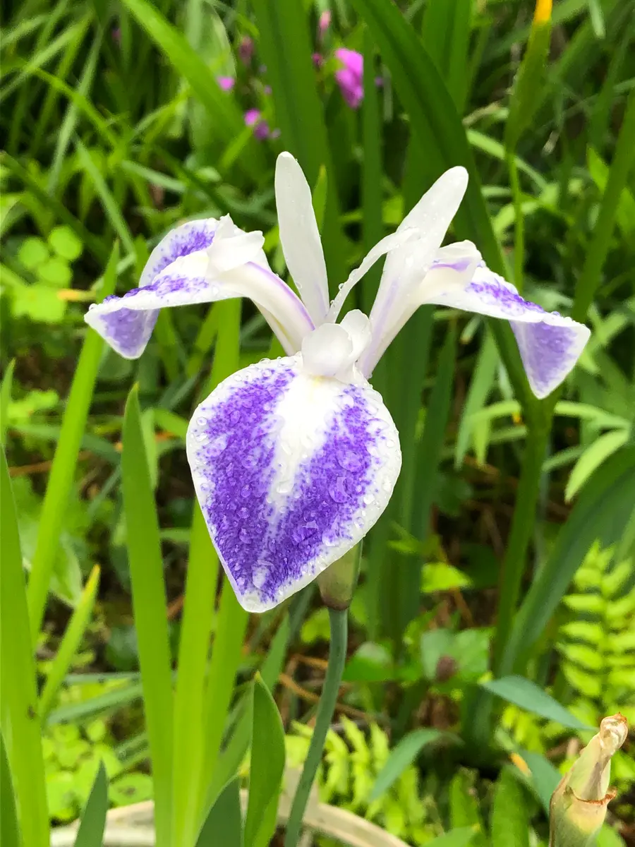 カキツバタ 雲井の鶴とても美しいカ「庭の花便り 5月」のアルバム