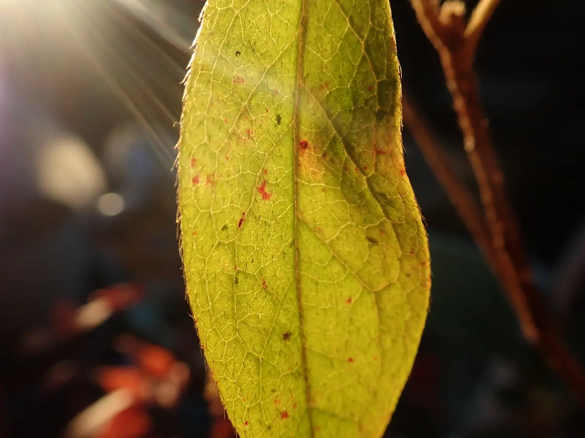 朝陽に透ける葉脈✨鉢植えのツツジ「葉っぱ！シリーズ🌱☘️（2022/6月