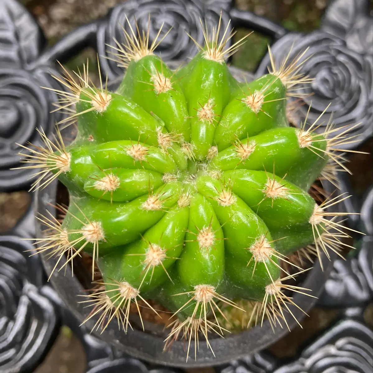 サボテンの写真-みんなの趣味の園芸1974047