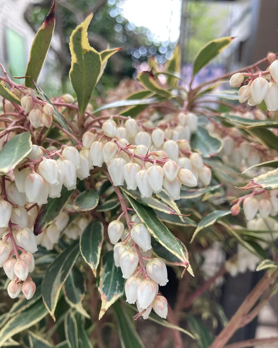 斑入りアセビ ホワイトリム。こちらも「②庭の花 2022.6.27〜」の