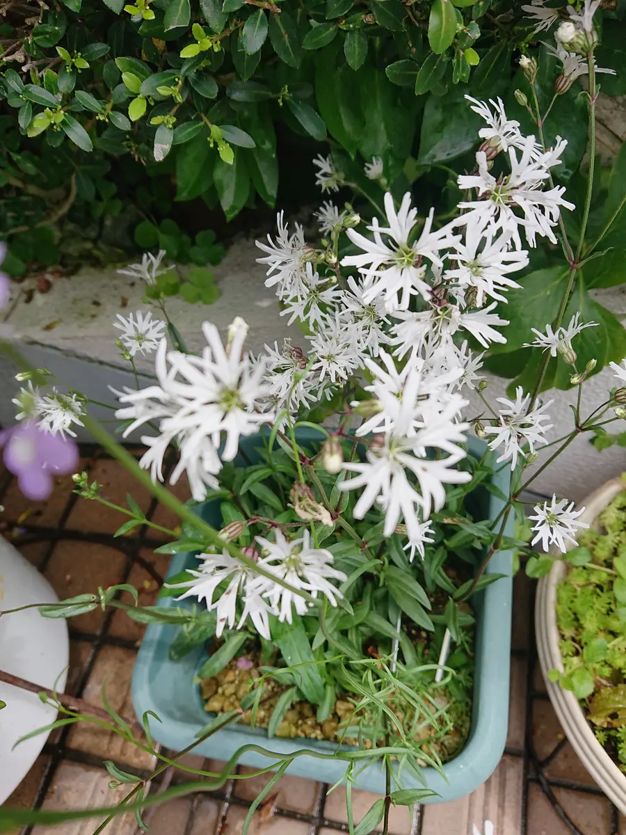 リクニスホワイトロビンです。株分け「花あそび ＜ うちの庭と花 2