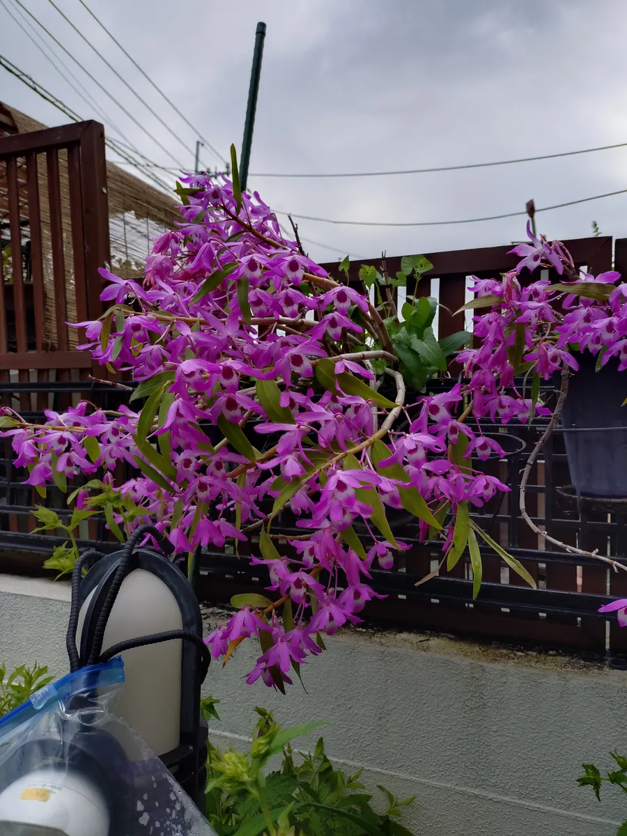 セッコクです。かなりの大きさに育っ「花あそび ＜ うちの庭と花 2
