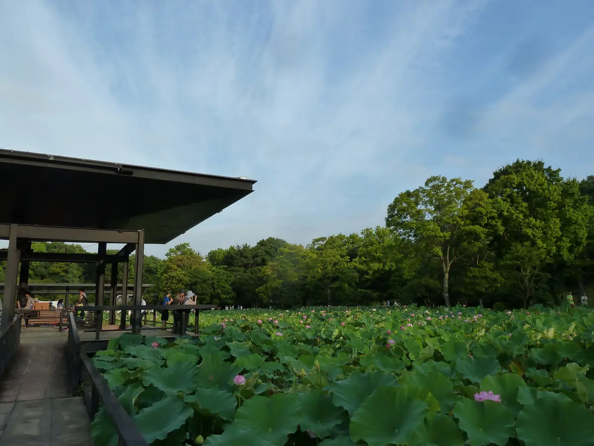 蓮の葉 自然 旅行 景色の写真素材 - PIXTA
