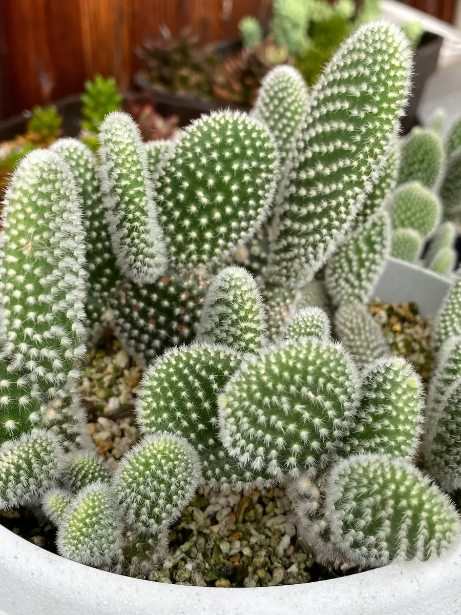 夏はサボテンがモコモコ育ちます🌵「ころちゃんガーデン 2022」の