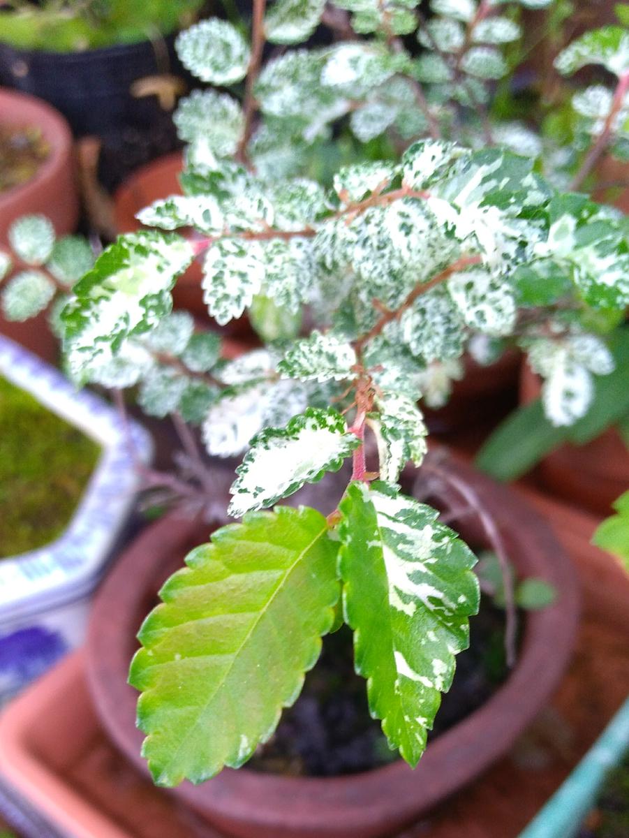 斑入りケヤキ、出てきた新葉は緑色でした🌟鉢植え、挿し木など（父さん