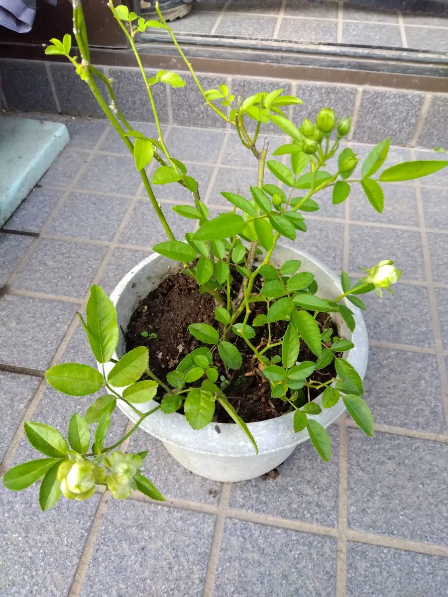 バラ　挿し木苗　Sジュエル emi　今シーズンのみ エクレール）挿し木にして楽しみにし「バラ。」のアルバム-みんなの