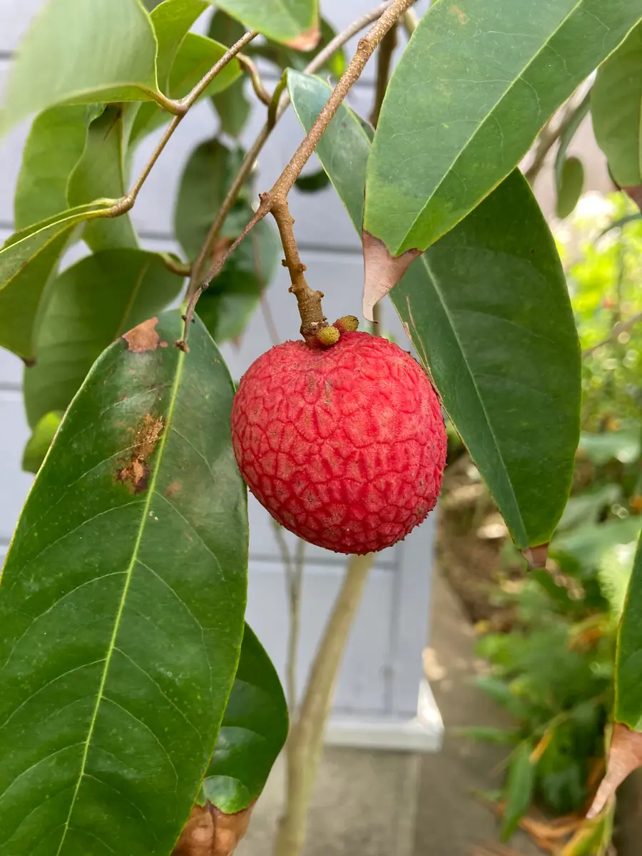 たくさんの花芽 ライチ 篤姫 8号 150cm Litchi たくさんの花芽 ライチ