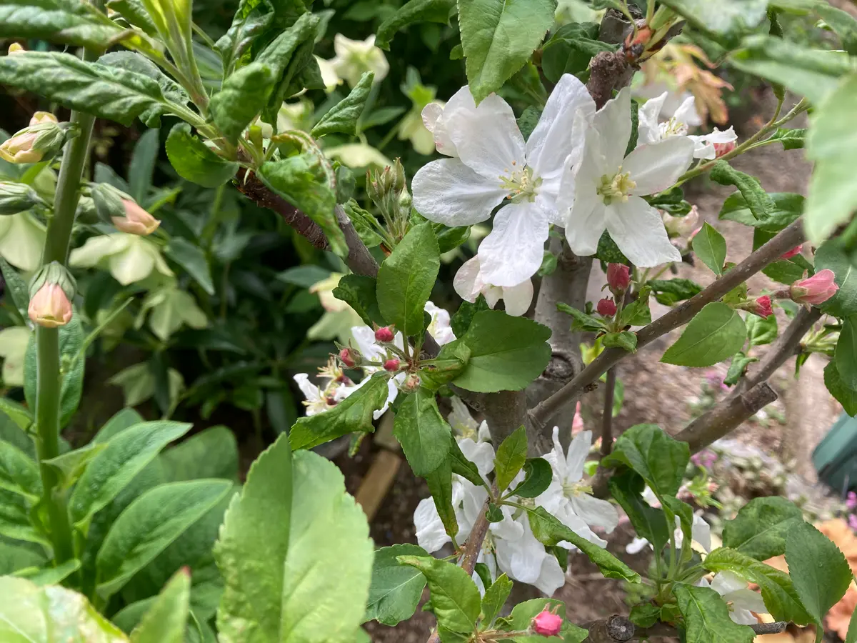 果樹 白い花 緑の葉 白い花がたくさん😍「鉢植えの果樹」のアルバム-みんなの趣味の園芸1921745