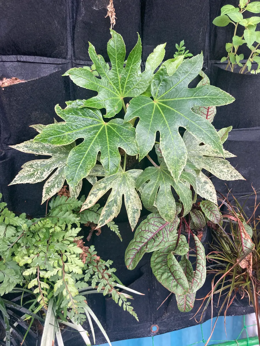 ヤツデ　スパイダーウェブ 楽天市場】ヤツデ 'スパイダー ウェブ' : おぎはら植物園