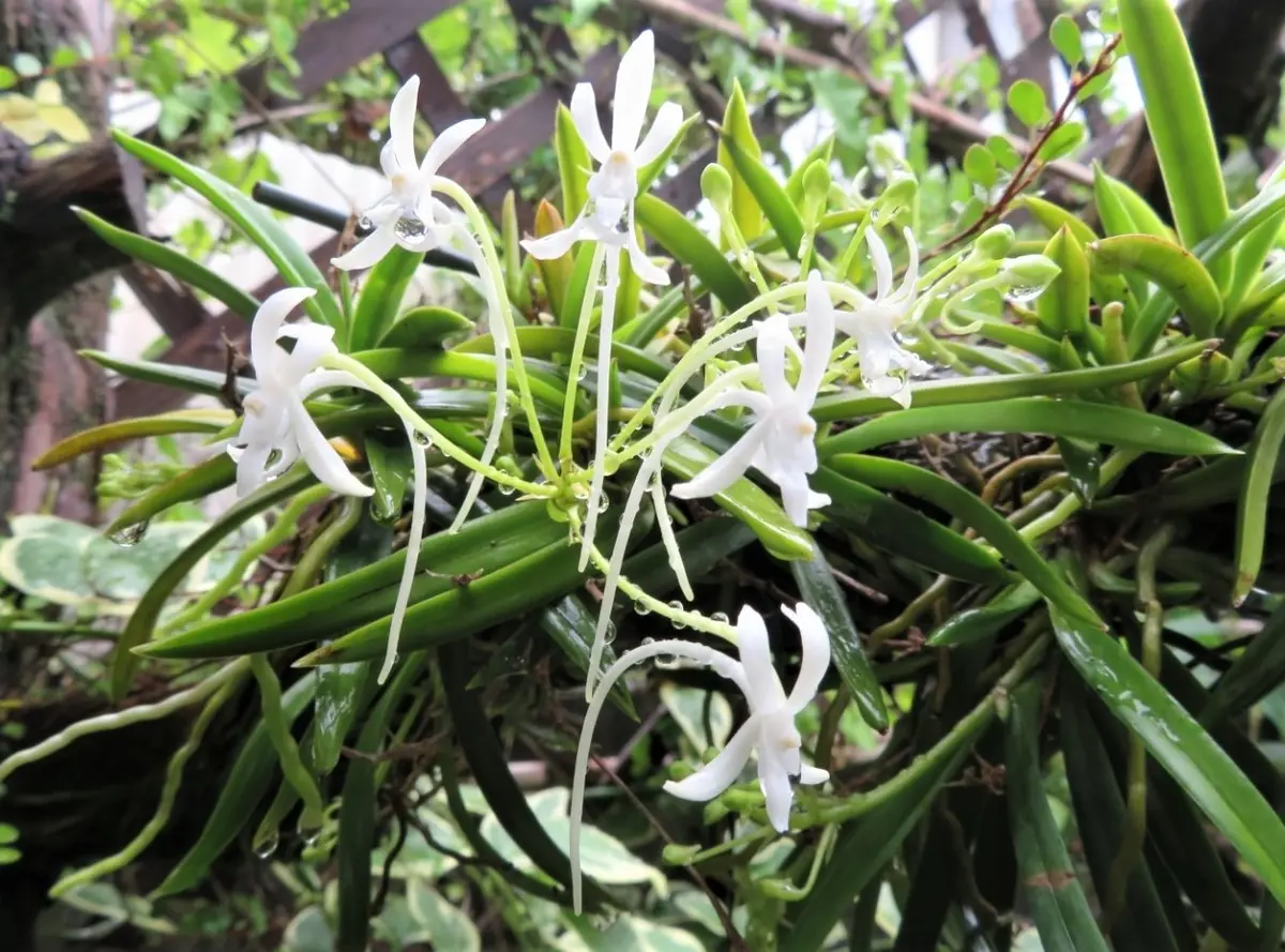 🌻今年も花を咲かせたフウラン(風蘭)の「🍂我家の観葉植物＆ラン