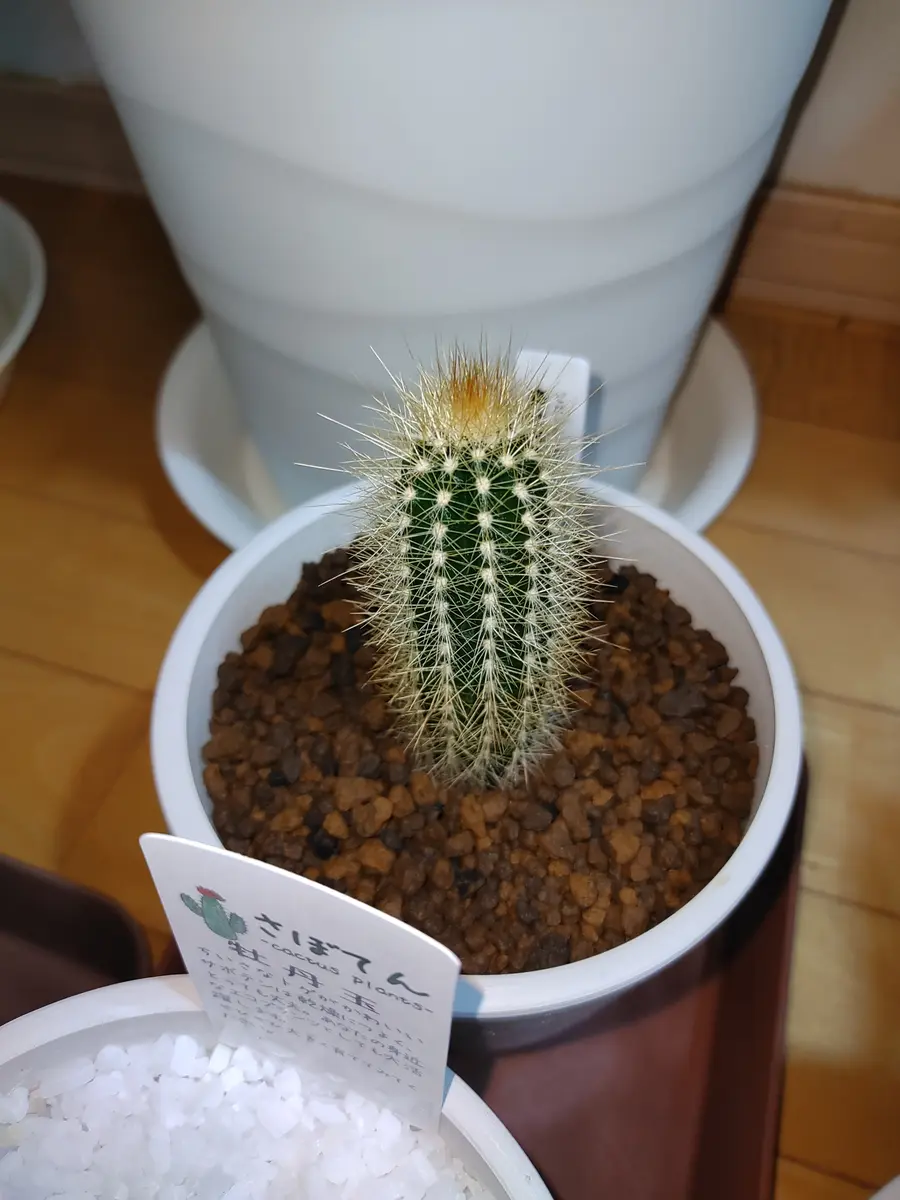 豪壮竜です。何処にでもいるけど安心し「ゆうたゆずな」の