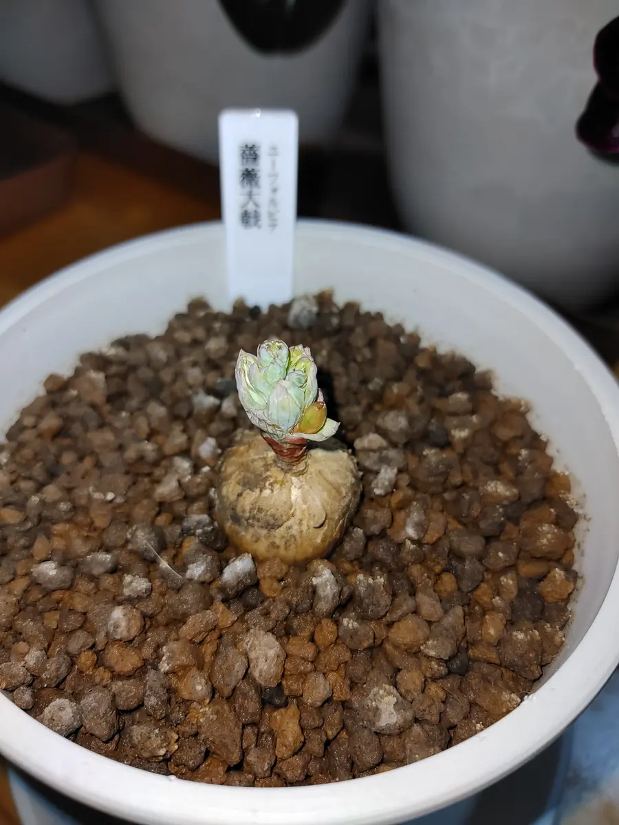 ユーフォルビアの写真-みんなの趣味の園芸1929756