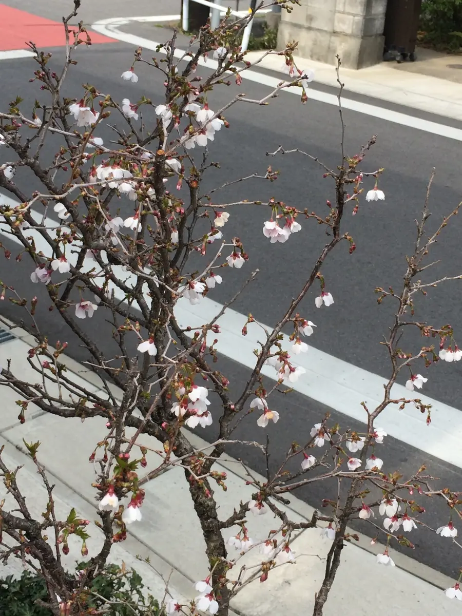 雲竜富士桜.湖上の舞Ⅱ5分咲き28年3月「サクラ」のアルバム