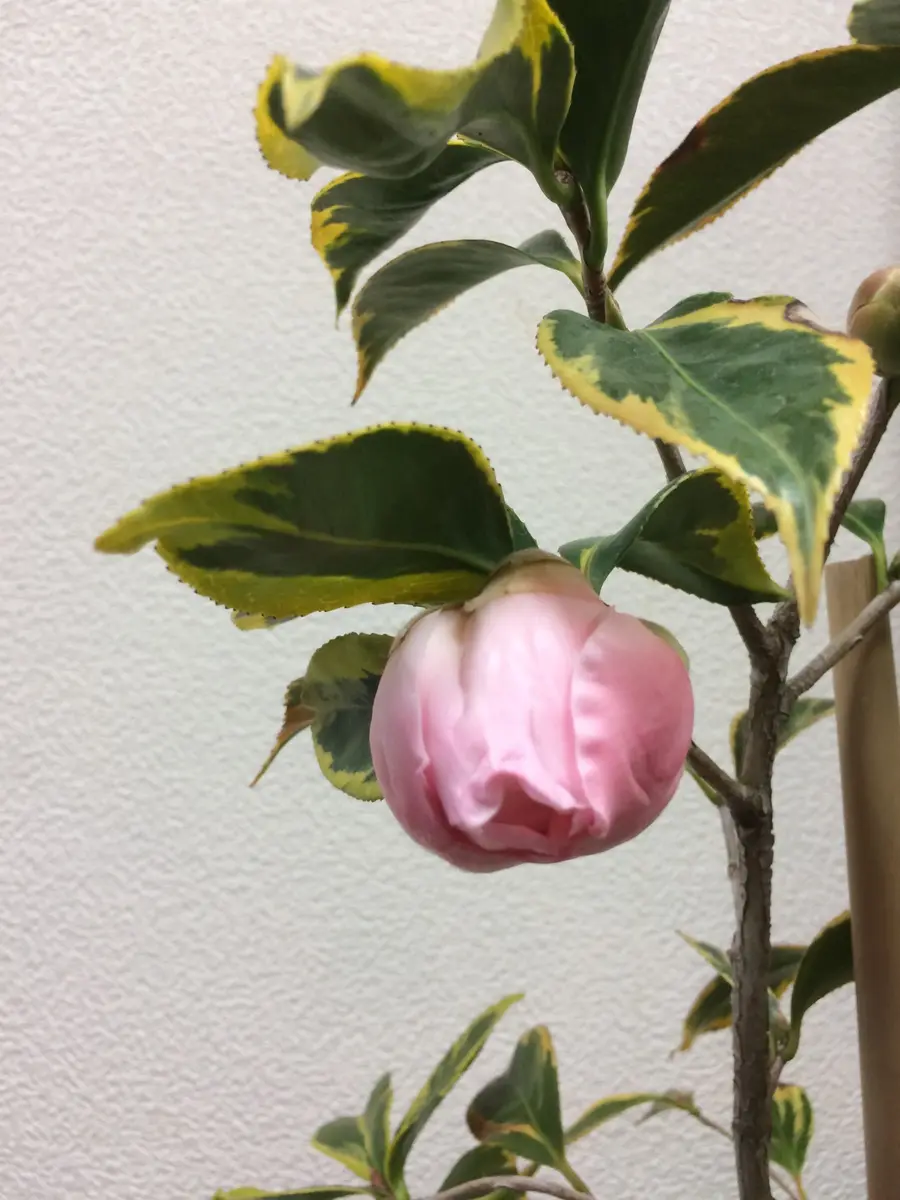 斑入り西王母間も無く開花27年1月6日「椿」のアルバム-みんなの趣味の