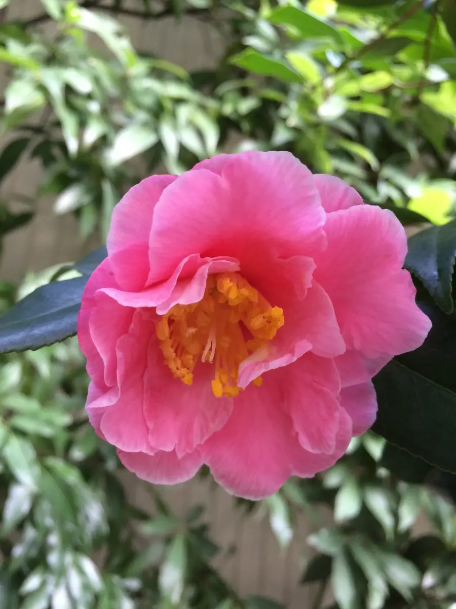 福娘開花26年11月30日「椿」のアルバム-みんなの趣味の園芸140194