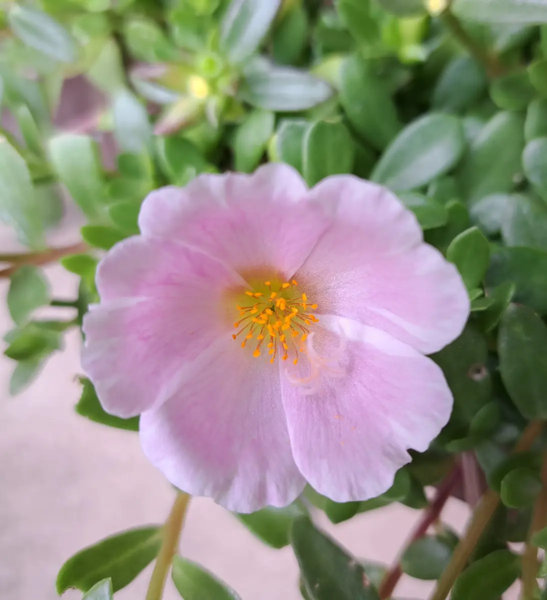 ポーチュラカ(ピンク色)です！「我が家の庭の花」のアルバム-みんなの