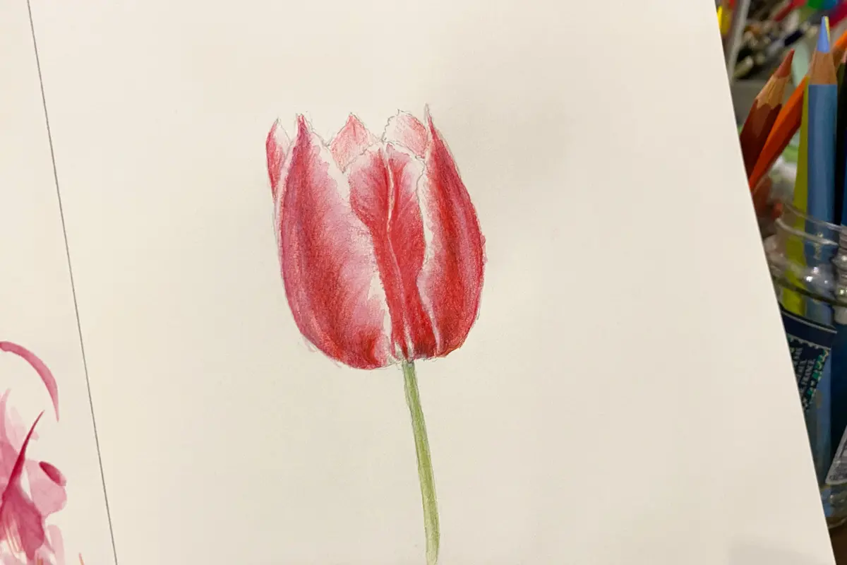 チューリップ水彩、水彩色鉛筆「植物画」のアルバム-みんなの