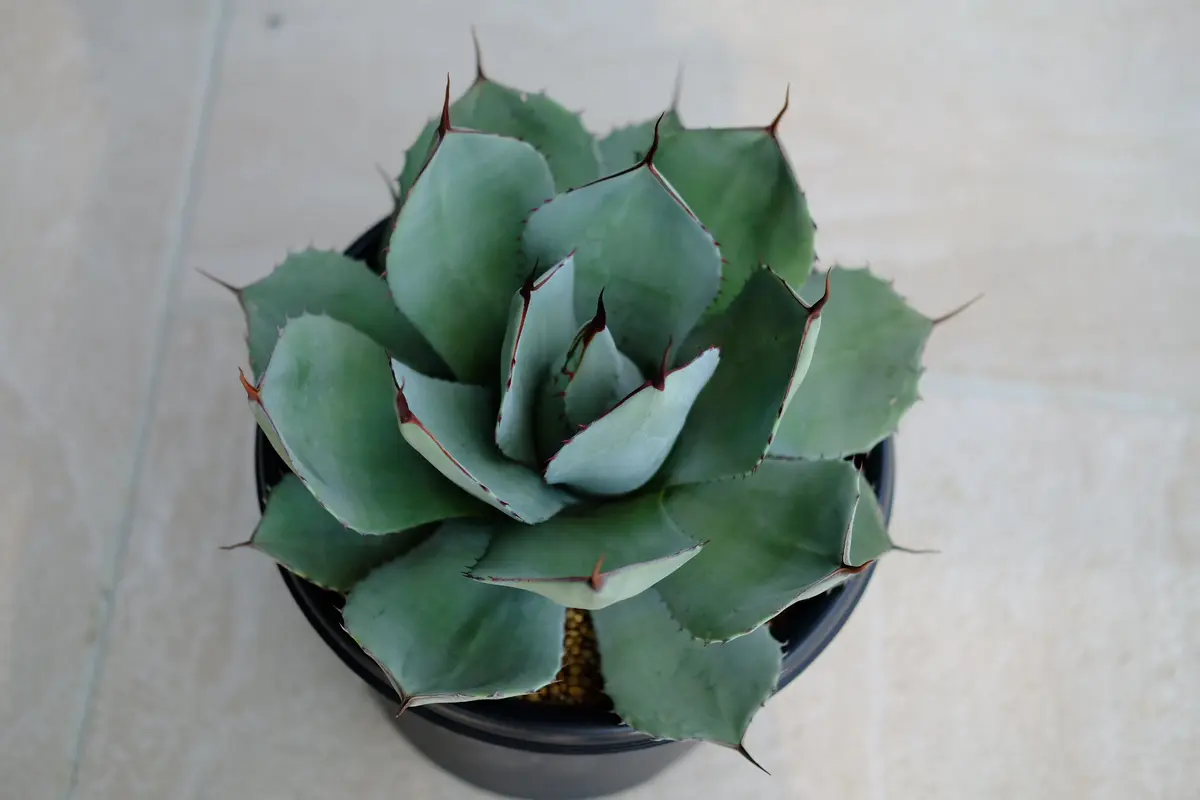 え*ん様 アガベ パリートランカータ オリザバ チタノタ オテロイ サボテン 鉢 Agave Parryi Truncata 'Orizaba' - アガベ パリー トランカタ