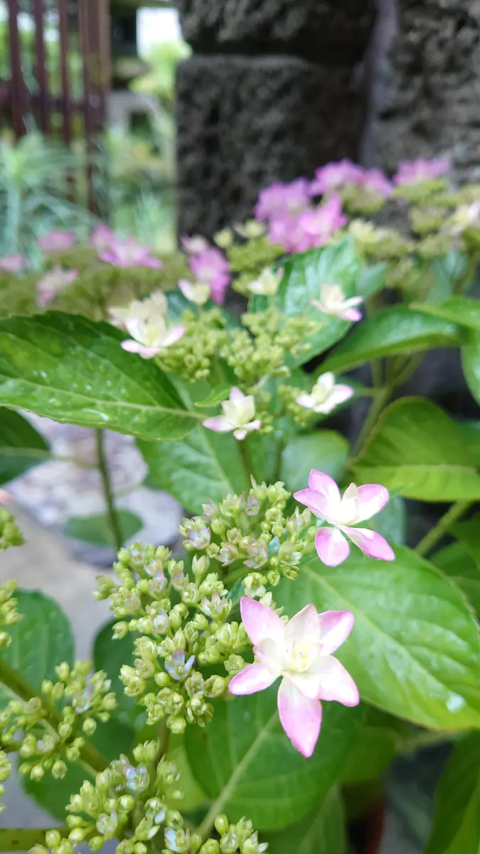 紫陽花 ダンスパーティー②