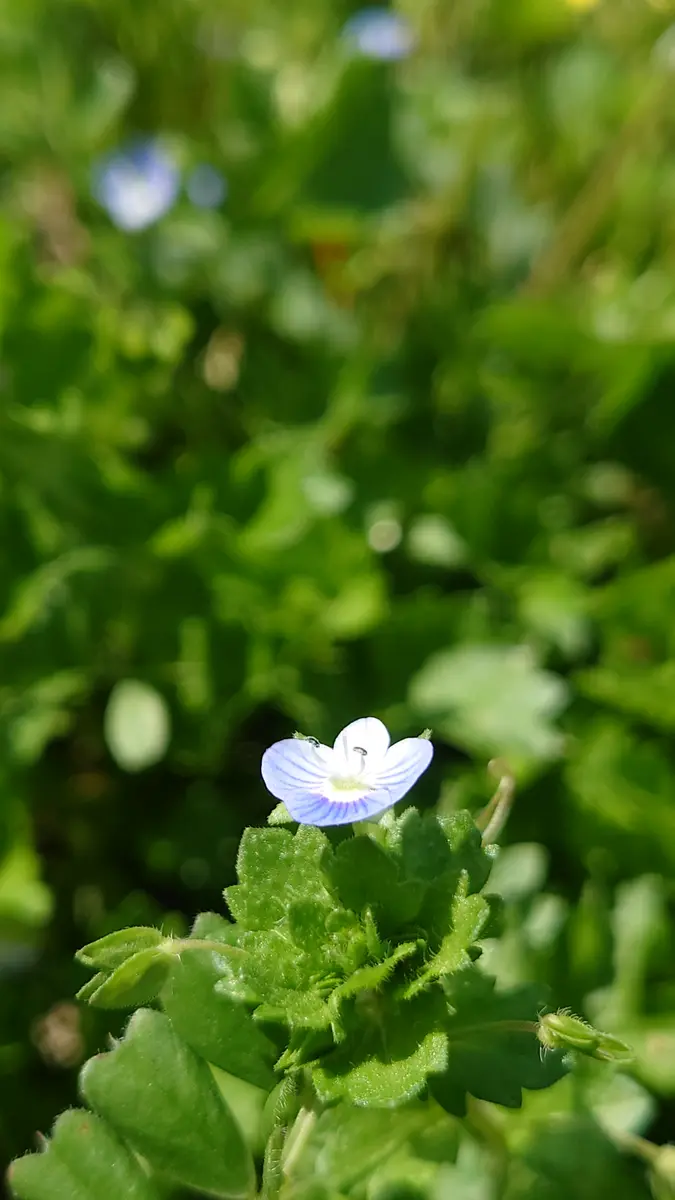 オオイヌノフグリ♥️かわいい😊「花たちと胡桃②」のアルバム