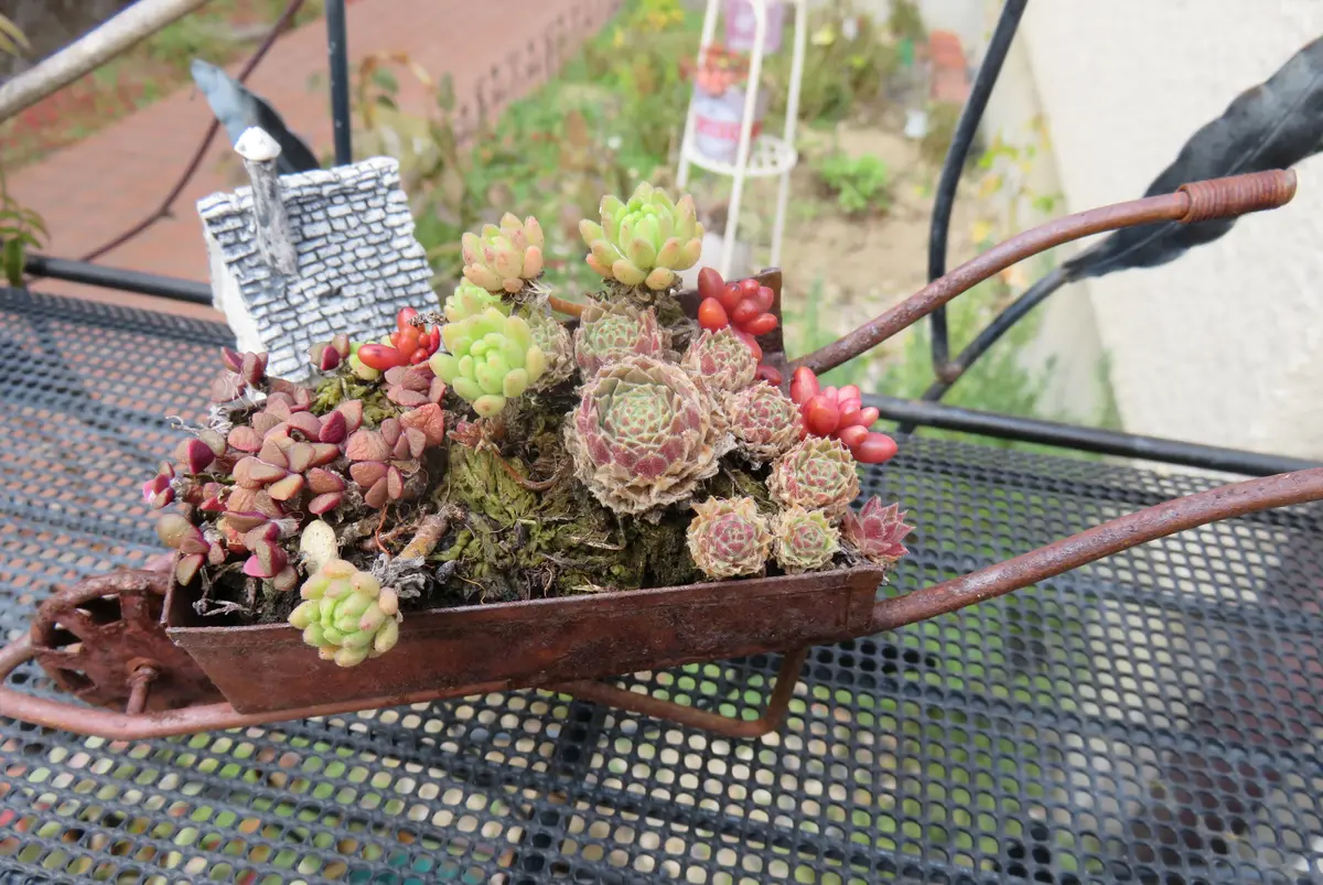 一輪車に寄せ植えの多肉ちゃん「多肉植物アルバムⅡ」のアルバム