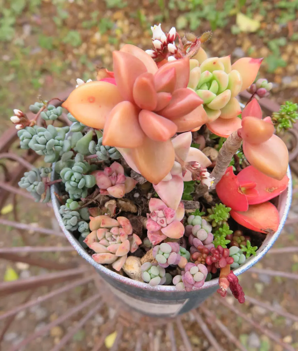 多肉植物寄せ植え　そのまま飾れる　ブリキバッグ型プランター☆* 多肉植物寄せ植え そのまま飾れる ブリキバッグ型プランター