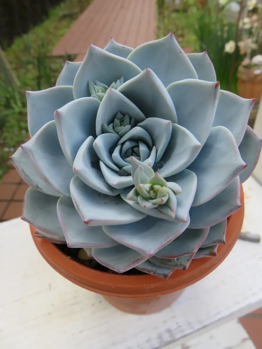 ピーコックに今年初めての花芽がつきました「多肉植物アルバムⅡ」の