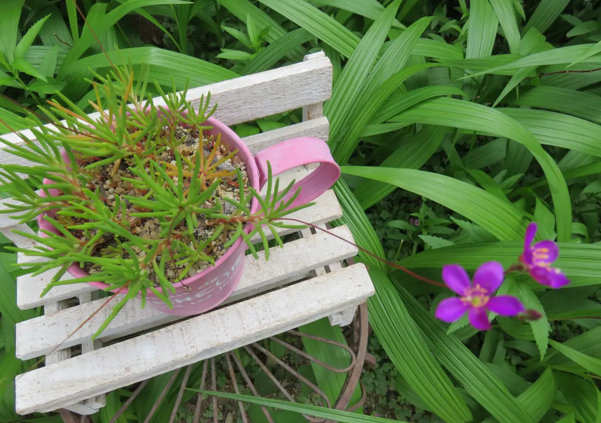 草花火🎆「多肉植物アルバムⅡ」のアルバム-みんなの趣味の園芸1957935