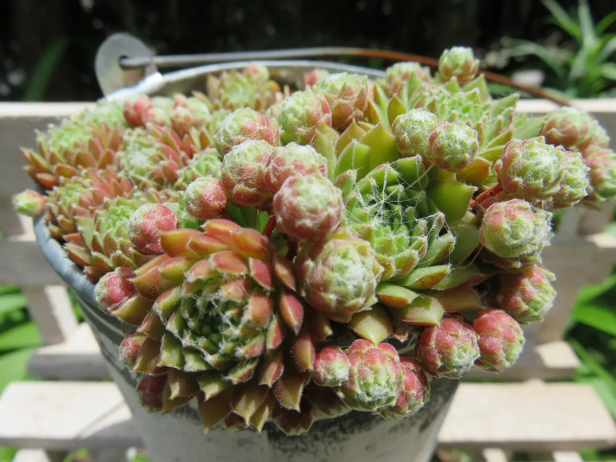 センペルビウムベビーちゃんが増えて鉢「多肉植物アルバムⅡ」の